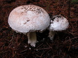 Amanita smithiana image