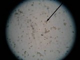 Entoloma vernum image