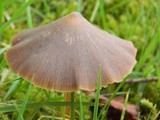 Entoloma vernum image