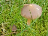 Entoloma vernum image