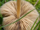 Entoloma vernum image