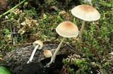 Psathyrella spadiceogrisea image