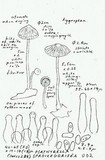Psathyrella spadiceogrisea image