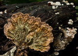Cymatoderma elegans image