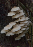 Filoboletus manipularis image