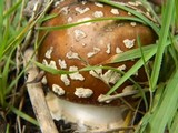 Amanita ameripanthera image