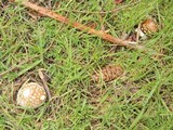 Amanita ameripanthera image