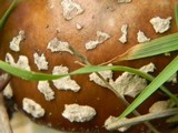 Amanita ameripanthera image