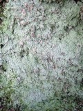 Lepraria lobificans image
