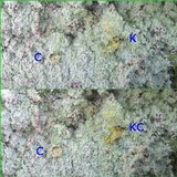 Lepraria lobificans image