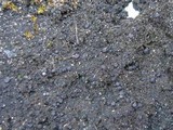 Scoliciosporum umbrinum image