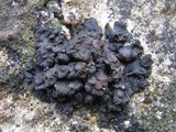 Collema polycarpon image