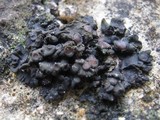 Collema polycarpon image