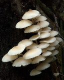 Filoboletus manipularis image