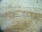 Psilocybe inquilina image