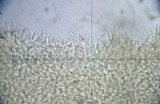 Psilocybe inquilina image
