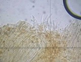 Psilocybe inquilina image