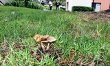 Pholiota terrestris image
