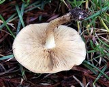 Pholiota terrestris image