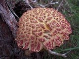 Boletellus emodensis image