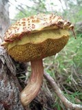 Boletellus emodensis image