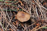 Tricholoma imbricatum image