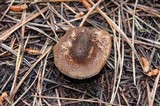 Tricholoma imbricatum image
