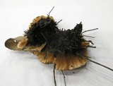 Hydnellum chrysinum image
