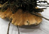 Hydnellum chrysinum image
