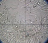 Hydnellum chrysinum image