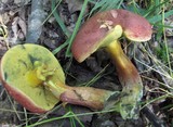 Boletus rubellus image