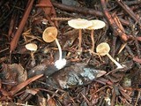 Tubaria conspersa image