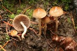 Psathyrella pseudotrepida image