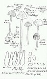 Psathyrella noli-tangere image