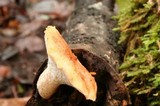 Polyporus tuberaster image