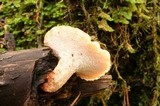 Polyporus tuberaster image