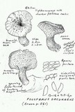 Polyporus tuberaster image