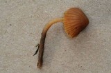 Galerina nigripes image