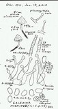 Galerina nigripes image