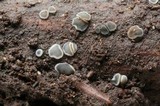 Mollisia cinerea image
