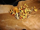 Gymnopilus palmicola image