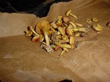 Gymnopilus palmicola image
