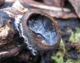 Plectania melastoma image