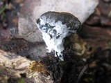 Plectania melastoma image
