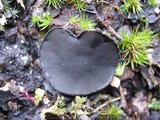 Pseudoplectania nigrella image