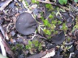 Pseudoplectania nigrella image