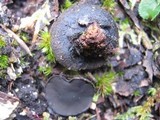 Pseudoplectania nigrella image