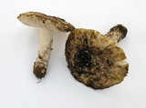 Amanita aprica image