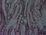 Pseudoplectania nigrella image