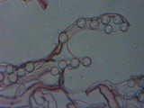 Pseudoplectania nigrella image